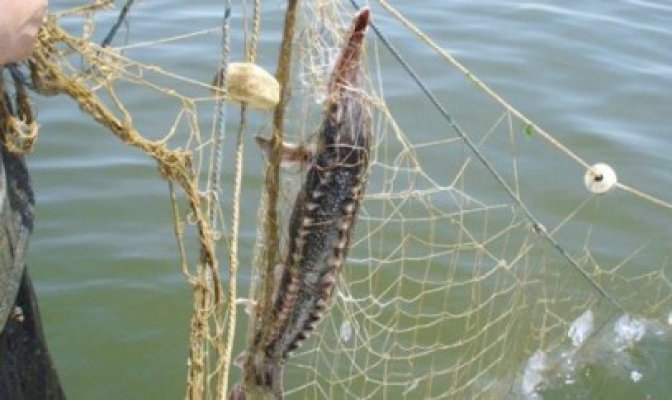 Amenzi de peste 100 mii lei pentru braconaj piscicol